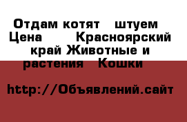 Отдам котят 3 штуем › Цена ­ 1 - Красноярский край Животные и растения » Кошки   